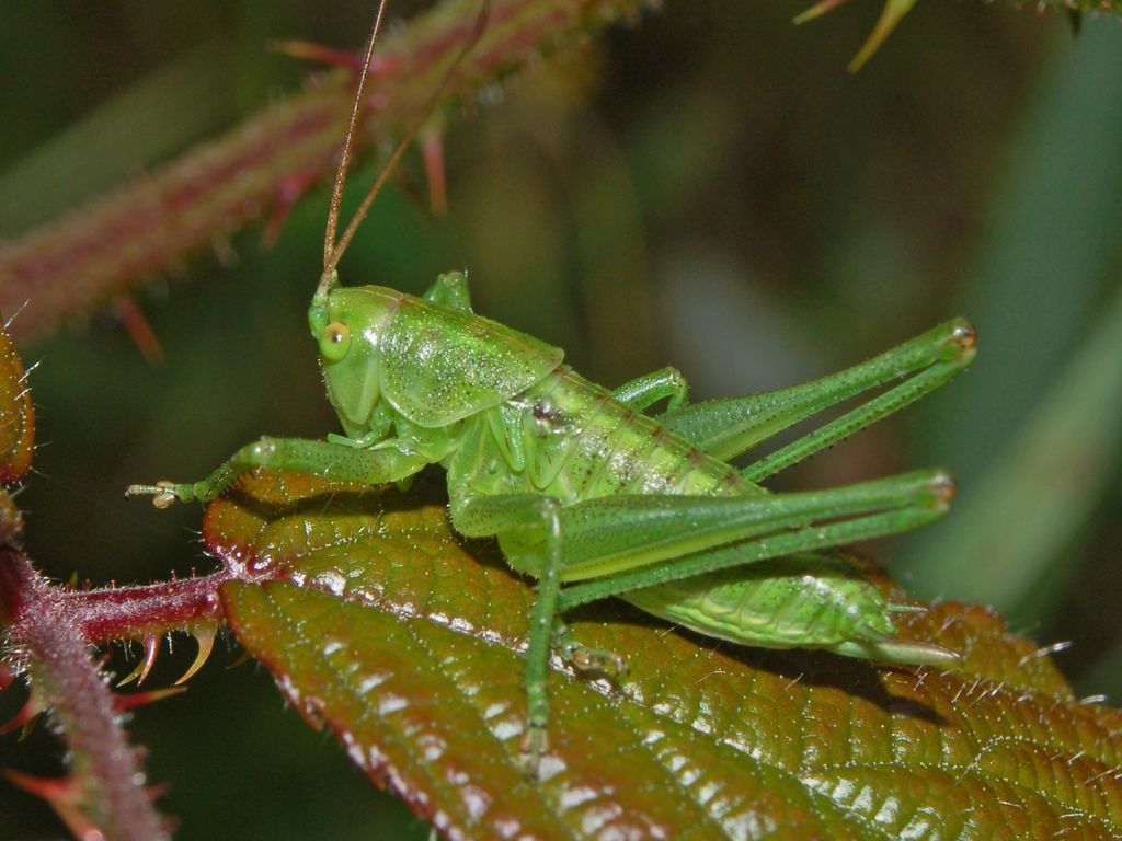 Tettigonia sp. e Uromenus (Bolivarius) brevicollis insularis